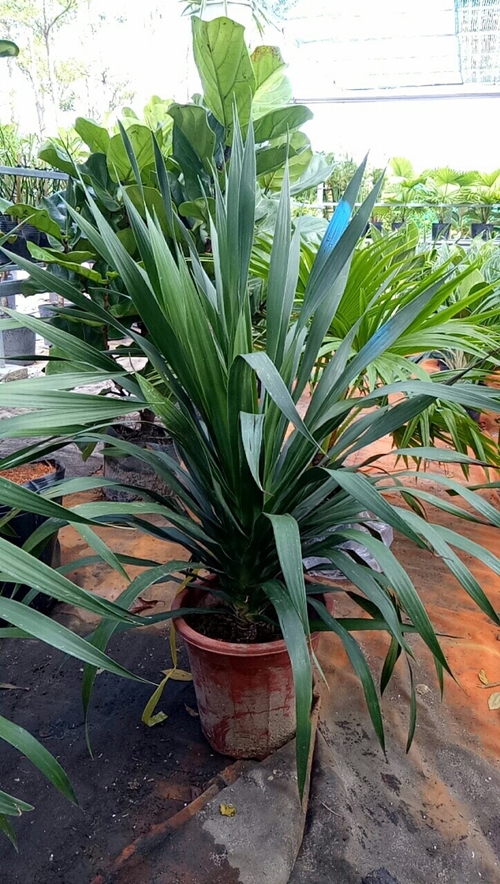 Cây Phát Tài Thịnh Vượng