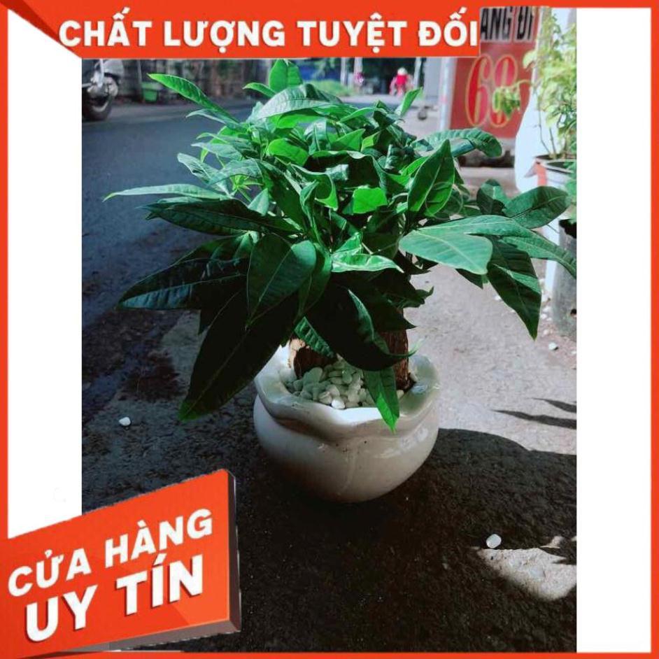 Chậu Kim Ngân 3 Thân Nhiều Người Mua