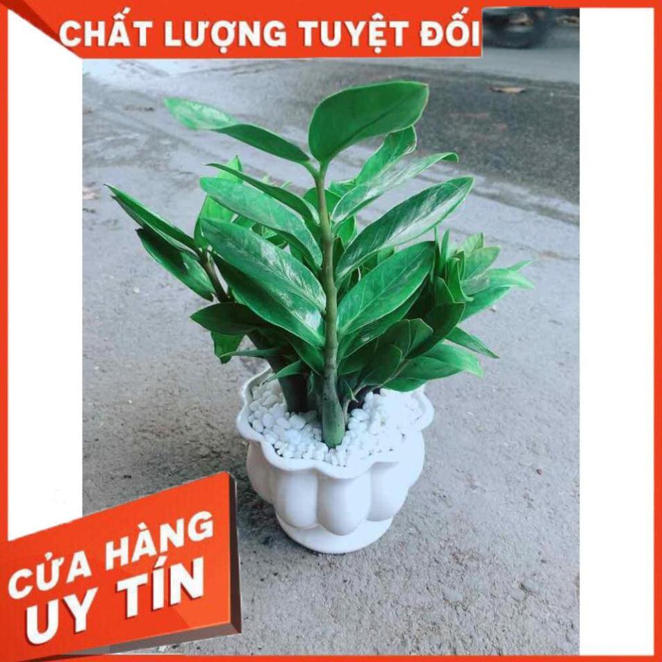 Chậu Kim Tiền Nhiều Người Mua