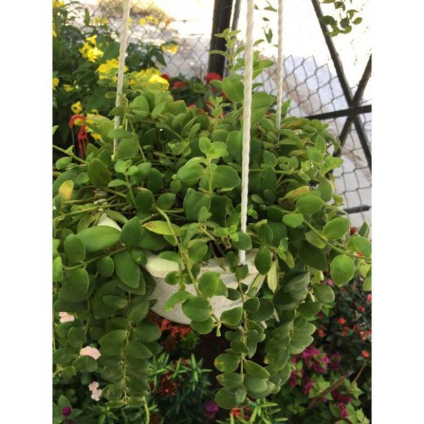 Lan son môi lá nhỏ