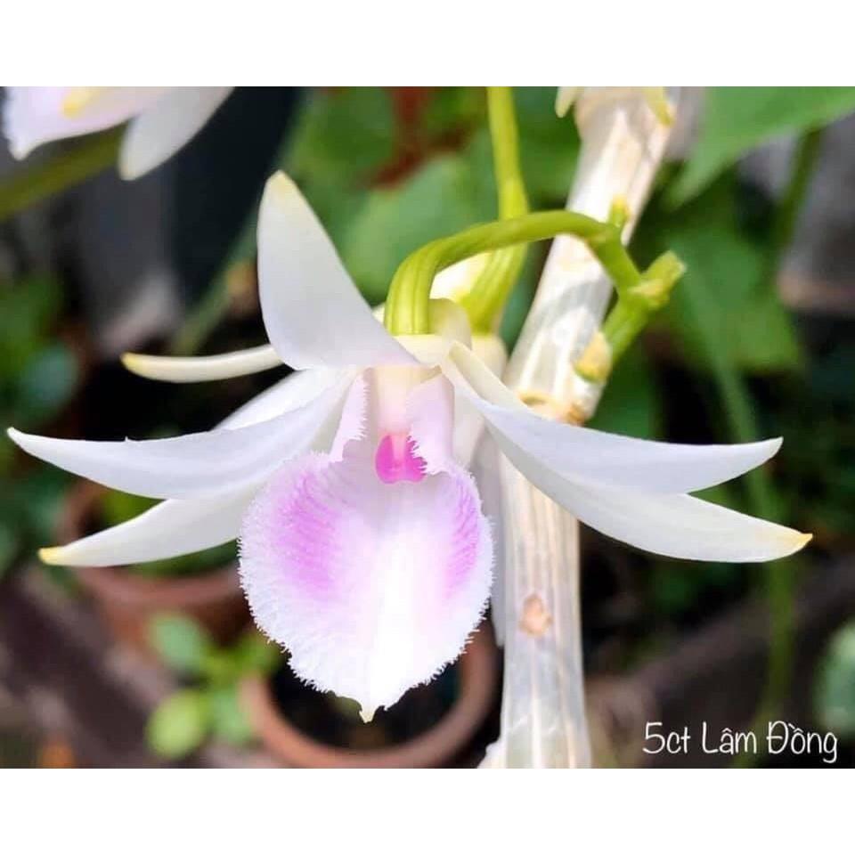 Hoa lan giả hạc 5ct lâm đồng , cây cực đẹp
