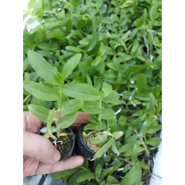 Hoa phong lan -5ct gái nhảy