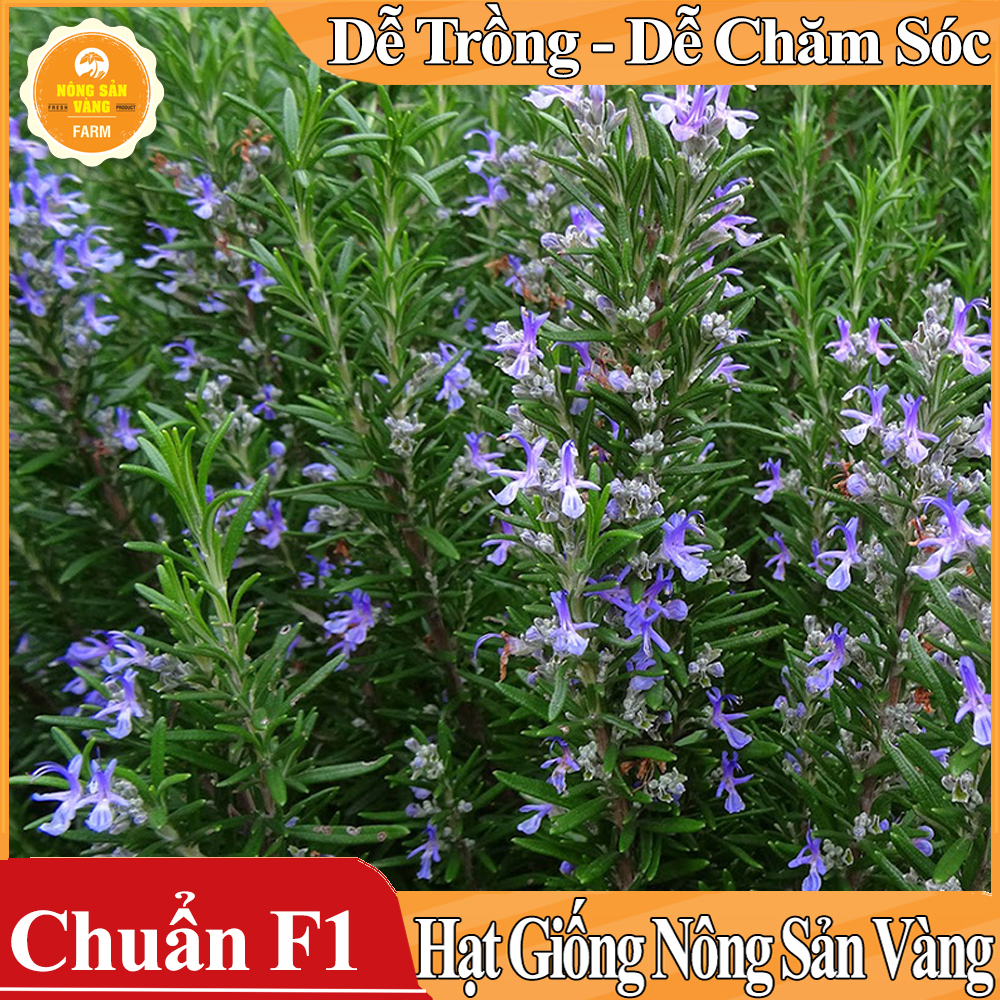 Hạt giống Cây Hương Thảo