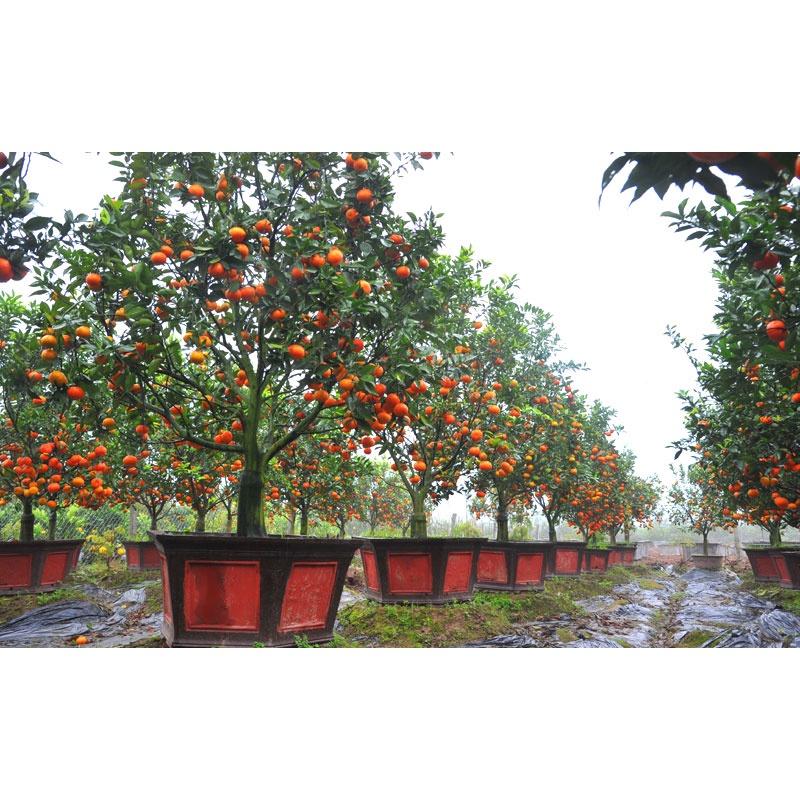 CÂY GIỐNG CAM TRỒNG CHẬU. .
