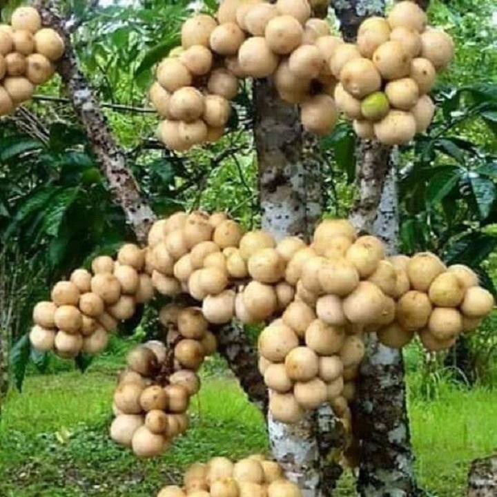 Cây giống Bòn Bon ghép .
