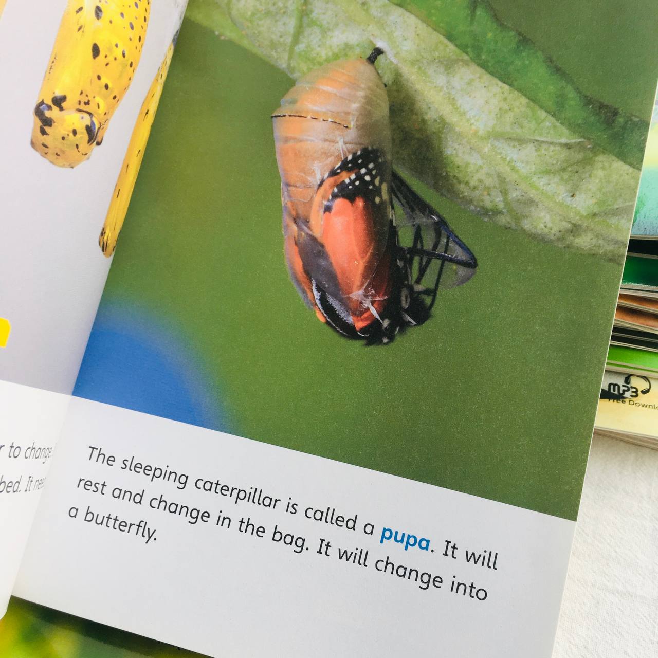 The Life of the Butterfly - Leveled Reader with Downloadable Audio Free - Sách chuẩn nhập khẩu từ NXB Compass