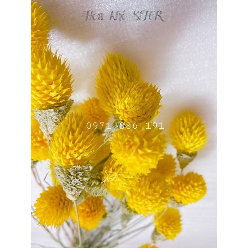 Hoa Thiên Nhật vàng rực rỡ ️️ Hoa khô trang trí phòng ngủ, làm đồ handmade