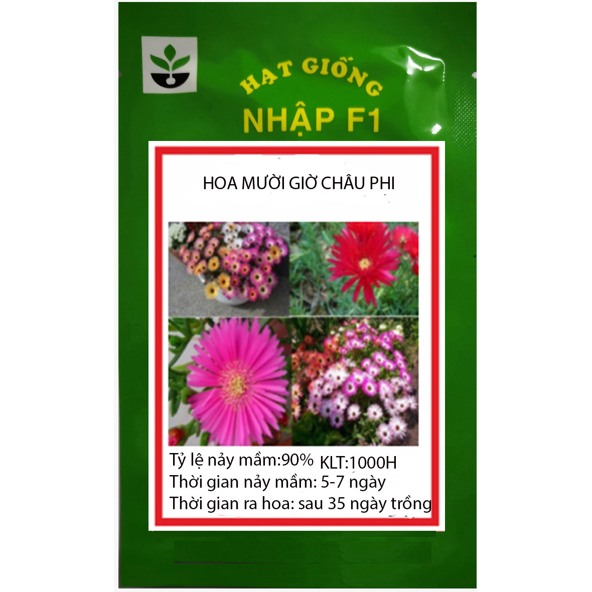 GÓI 1000 HẠT GIỐNG HOA MƯỜI GIỜ CHÂU PHI
