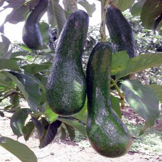 Cây bơ giống 034 - quả dài