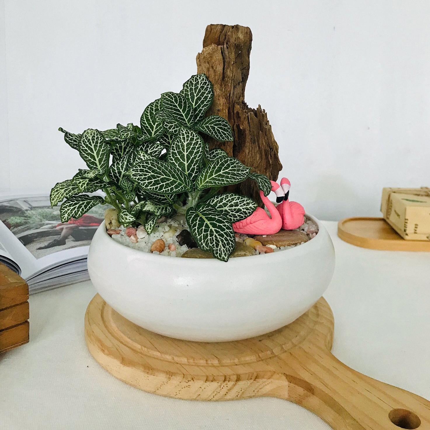 Chậu Sứ ang tròn Trồng Cây Cảnh Bonsai Sen đá Xương rồng Tiểu Cảnh Terrarium