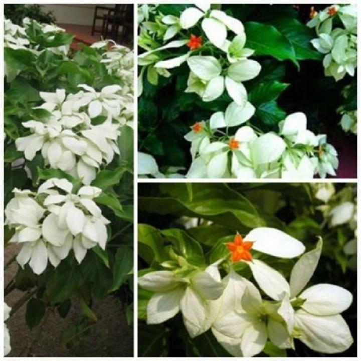 CHẬU CÂY GIỐNG CÂY HOA ÉN BẠC SIÊU ĐẸP