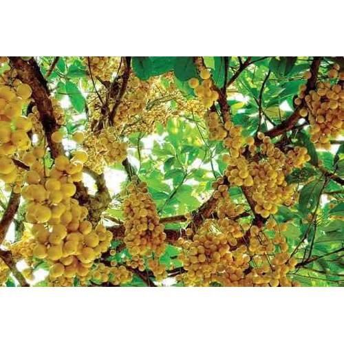 CÂY GIỐNG BÒN BON SIÊU NGON SIÊU QUẢ