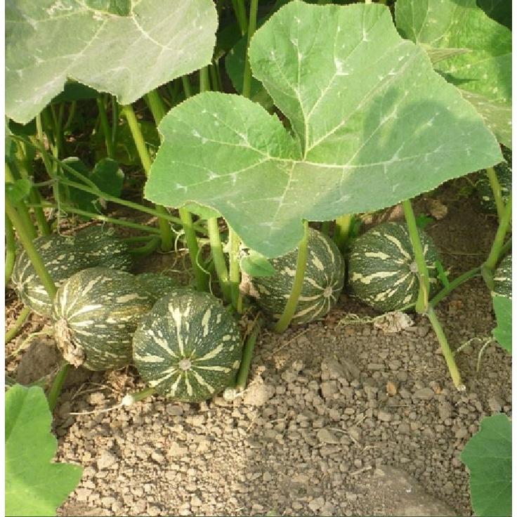 Hạt giống bí đỏ hạt đậu F1 KNS328 - Gói 10 hạt