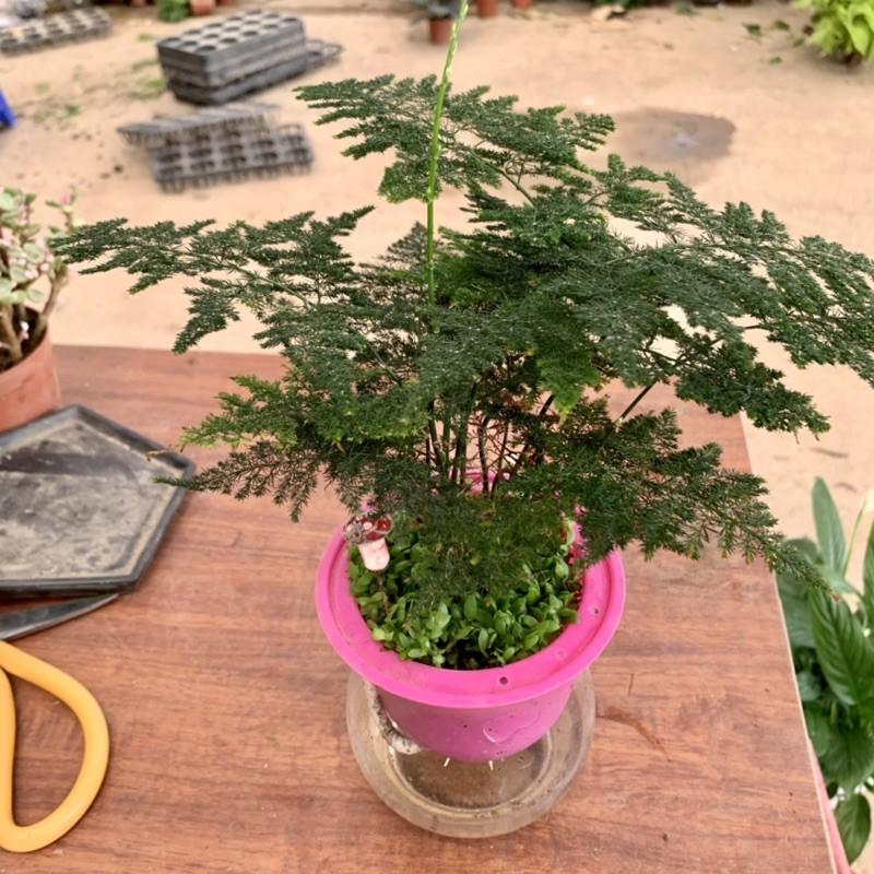 Cây thủy tùng trồng bình thủy sinh cao 25cm, bụi lá xum xuê lạ mắt ấn tượng, cây phong thuỷ để bàn và trồng nội thất