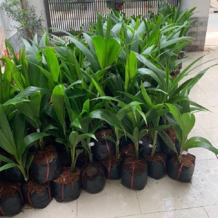 CÂY GIỐNG DỪA XIÊM LÙN XANH BẾN TRE SIÊU QUẢ, NĂNG SUẤT CAO CHUẨN F1