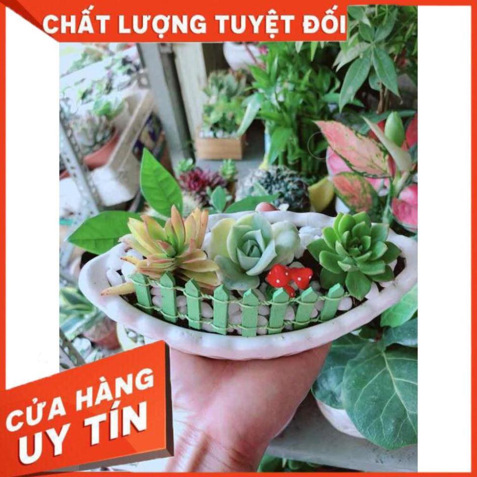 Chậu Sen Đá Nhiều Người Mua