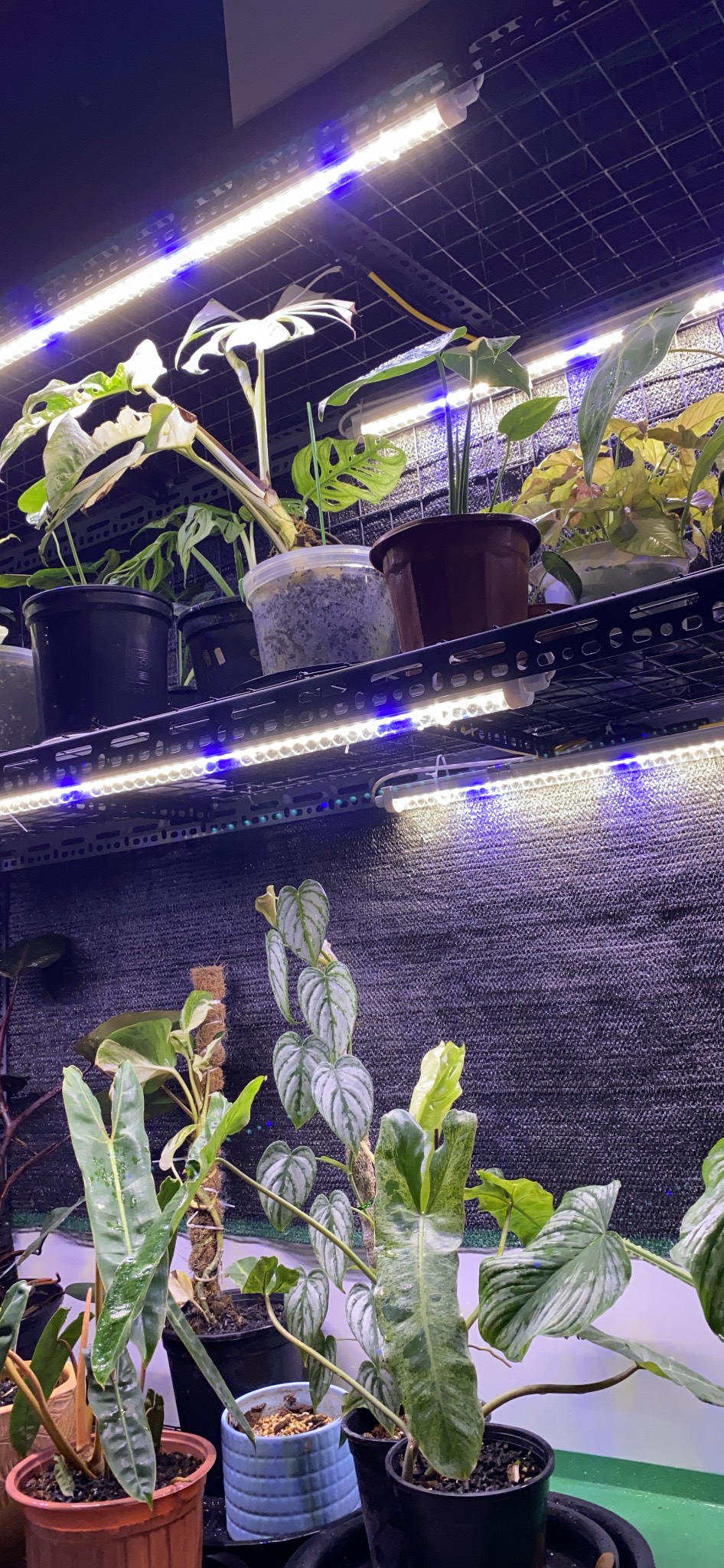 Đèn LED Trồng Cây và Quang Hợp Cho Cây Trong Nhà, Đủ Phổ Như Ánh Sáng Tự Nhiên, Chính Hãng Rạng Đông, Bảo Hành 2 Năm.