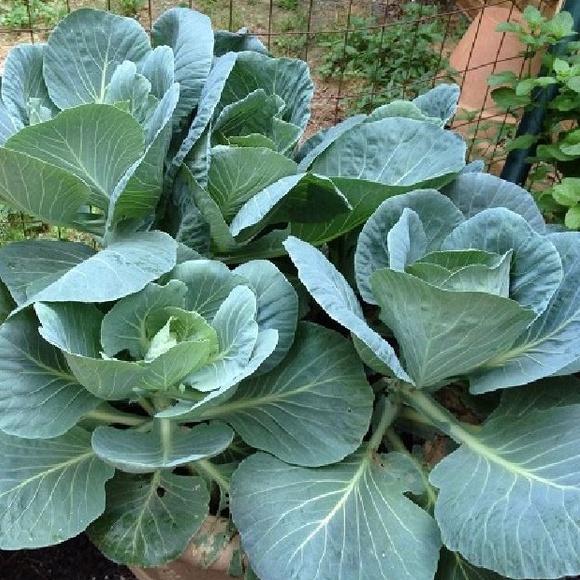 Combo 3 gói Hạt giống rau cải rổ,cải làn-gói 20 gram/tặng kèm gói phân bón lót