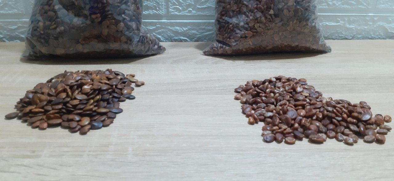 1KG Hạt giống cẩm lai rừng