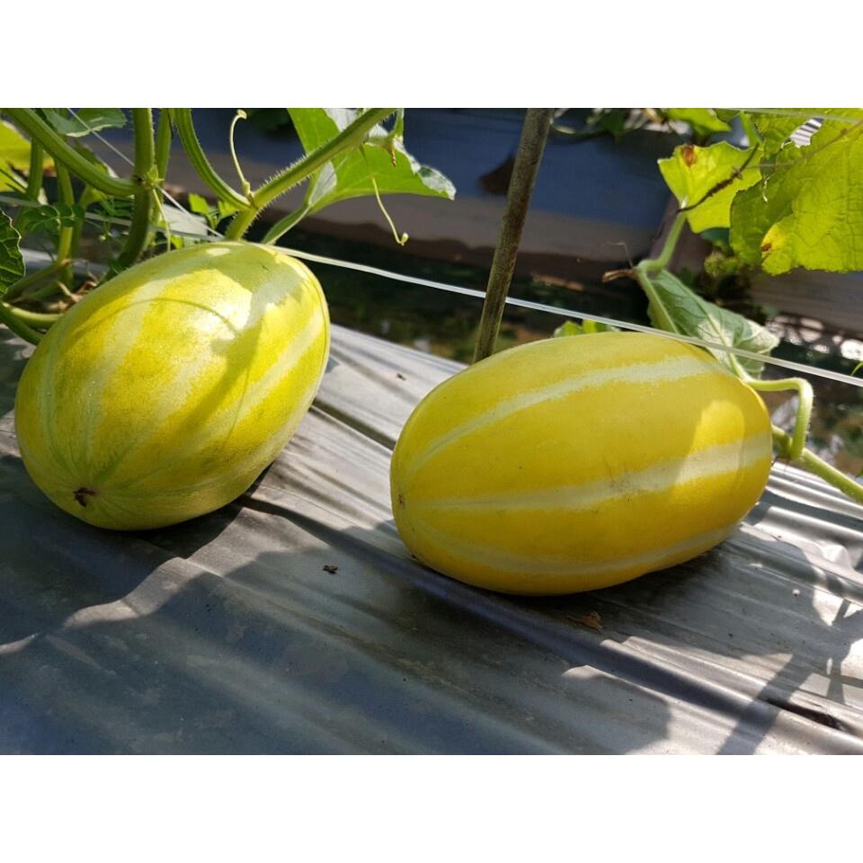 Hạt giống Dưa lê Hàn Quốc siêu ngọt-gói 20 hạt/tặng kèm gói phân bón lót