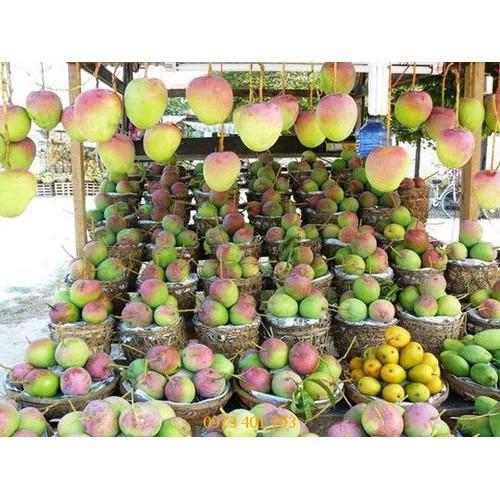 CÂY GIỐNG XOÀI ÚC SIÊU QUẢ- CAM KÊT GIỐNG CHUẨN F1 - CGXUSQF1