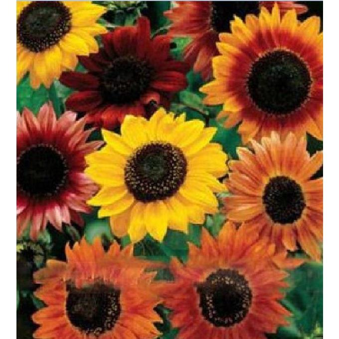 Combo 2 gói Hạt giống hoa hướng dương nhiều màu-gói 30 hạt/tặng kèm 3 viên nén ươm hạt