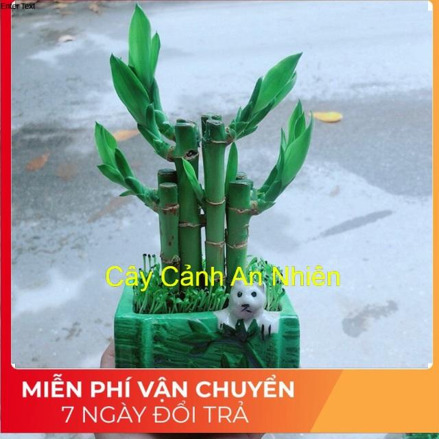 Chậu Trúc Phát Tài