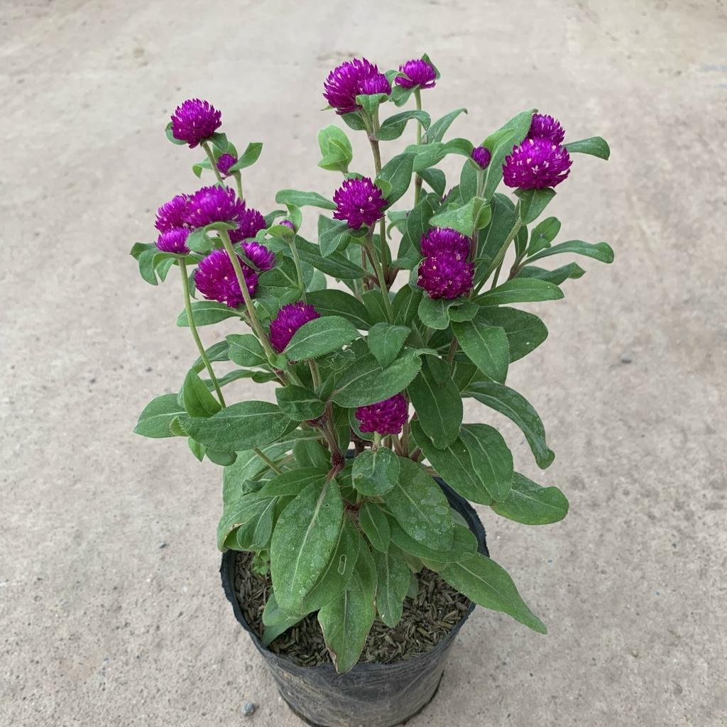 Cây cúc bách nhật cao 15cm, cây hoa cảnh nở rực rỡ trồng trang trí sân vườn, ven đường và công viên