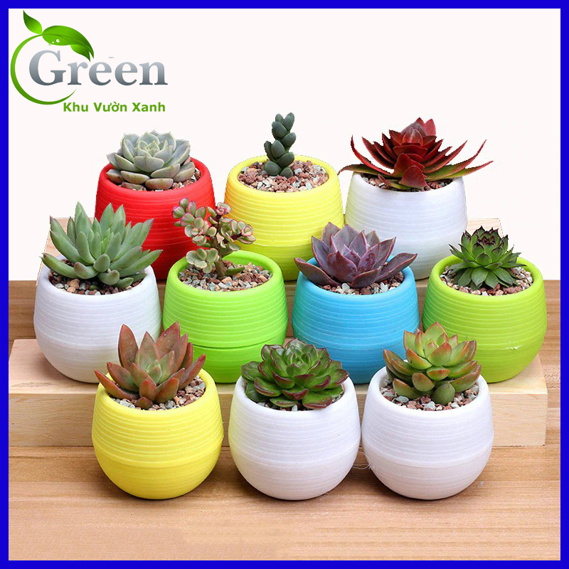 Combo 5 Cái Chậu Trồng Sen Đá Mini Bằng Nhựa Nhiều Màu Sắc Mix