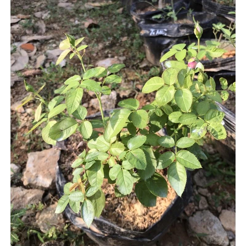 Hoa hồng blue sky-bầu to cây lớn trưởng thành