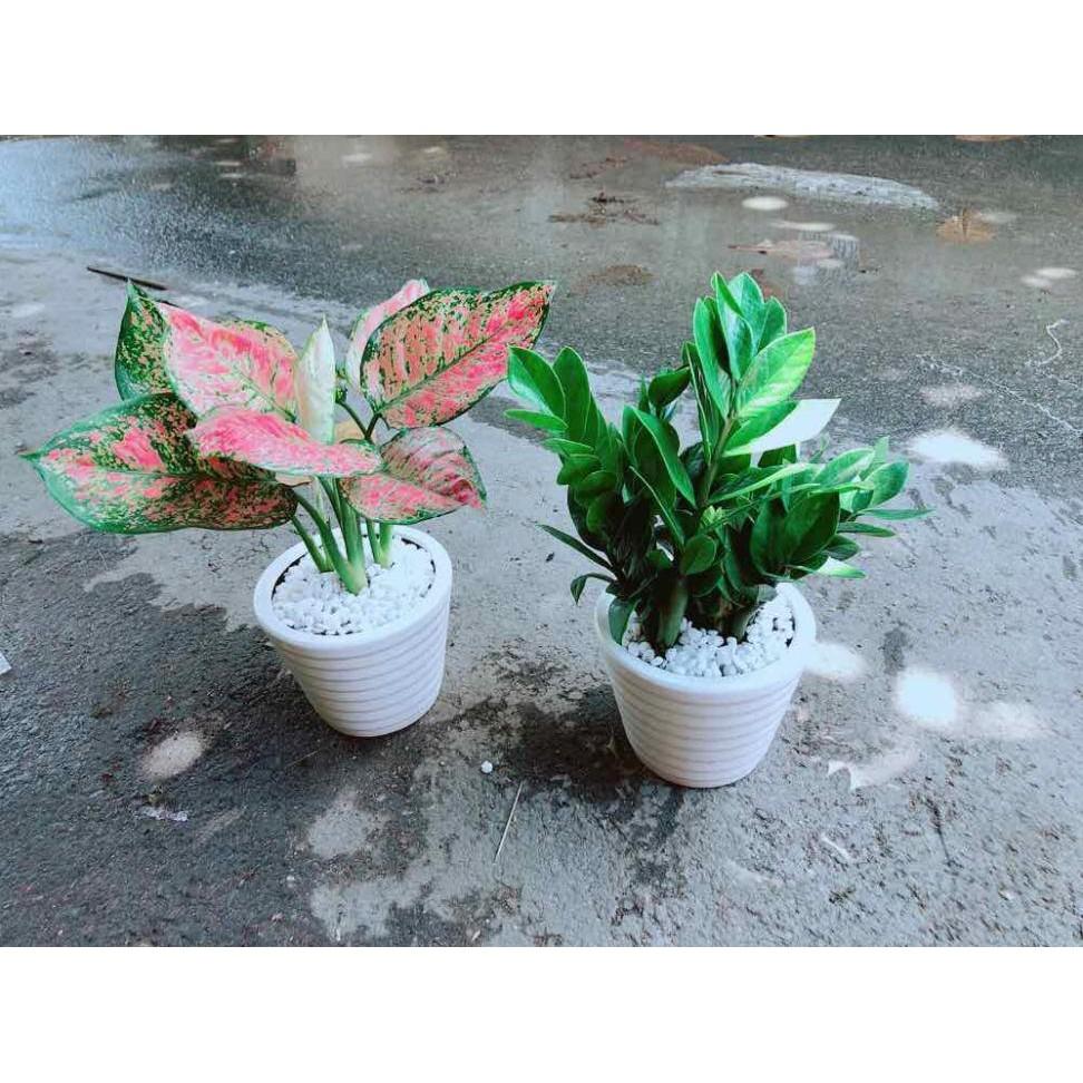 Combo 2 Chậu Vạn Lộc & Kim Tiền Bán Chạy