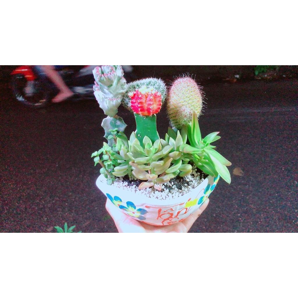 Chậu Cây Xương Rồng Tiểu Cảnh