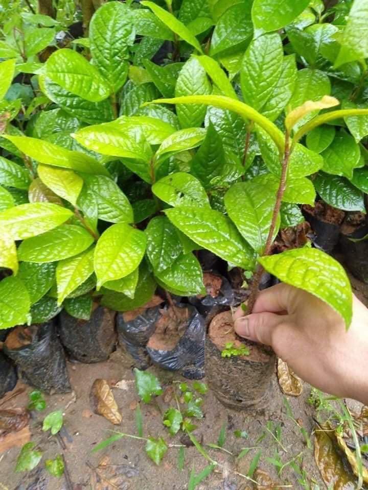 Cây trà hoa vàng, cây trà hoa vàng giống, giống trà hoa vàng 50 tác dụng cho sức khỏe