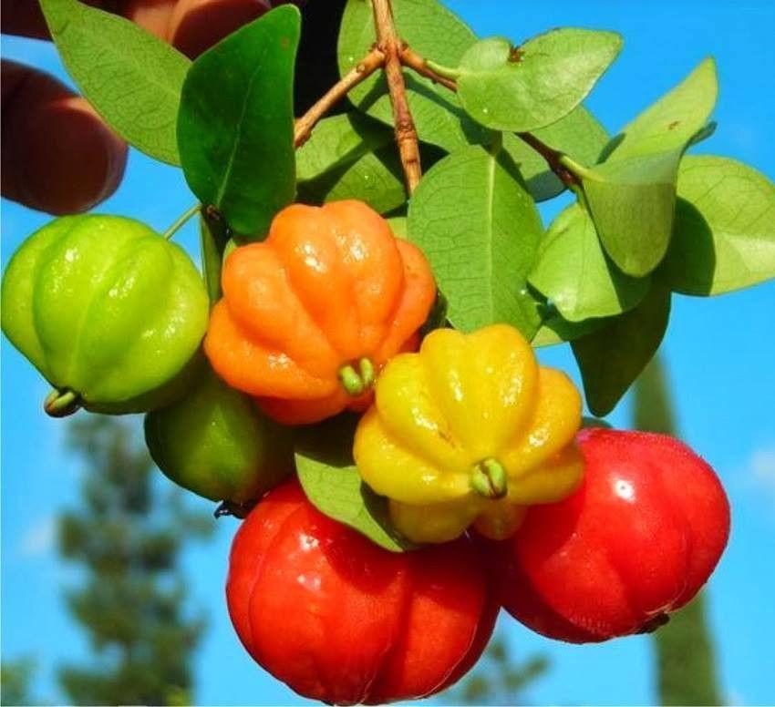 Cherry Surinam (Cherry Khía) - Có bảo hành