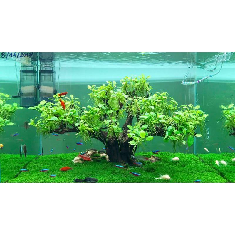 Rêu Minifiss Lá Nước