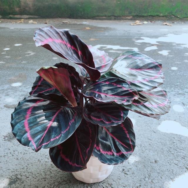 Chậu Đuôi Công Tím