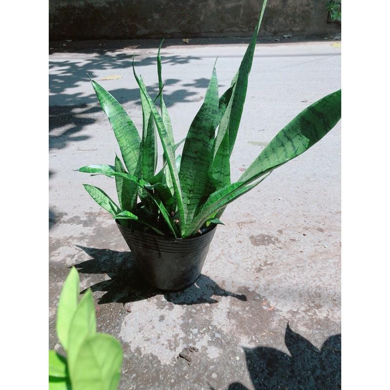 Lưỡi Hổ Sansevieria Black Coral