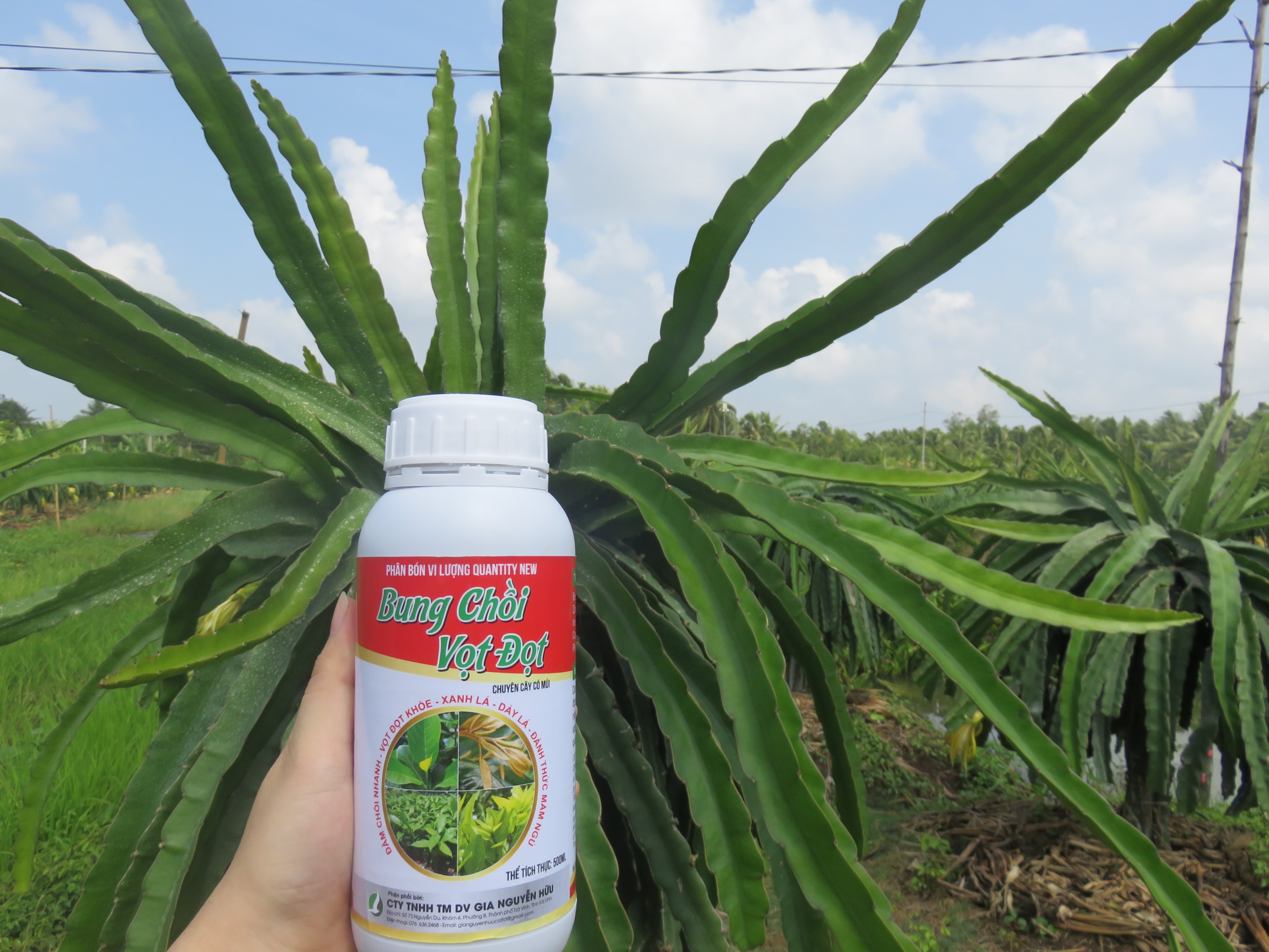BUNG CHỒI VỌT ĐỌT CÂY ĂN TRÁI