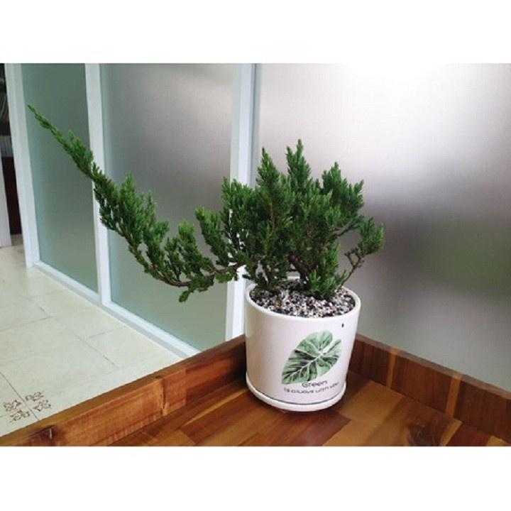CÂY TÙNG XÀ BONSAI - CÂY THỦY TÙNG - NGỌA TÙNG SIÊU ĐẸP