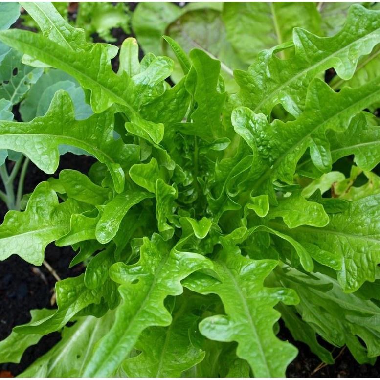 Hạt giống rau xà lách sồi xanh OAKLEAF KNS3109 - Gói 2gram