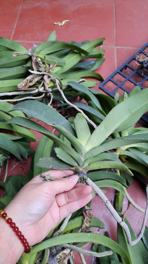 Hoa phong lan đai châu rừng cây đẹp chuẩn giống