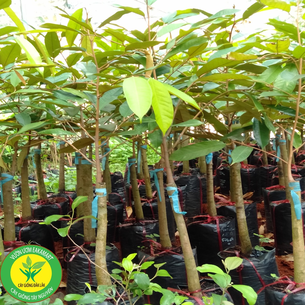 Cây giống sầu riêng ri6