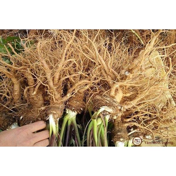 1 BỊCH SÂM ĐƯƠNG QUY KHÔ