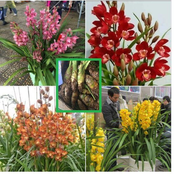Combo 5 củ giống hoa địa lan santo mix màu