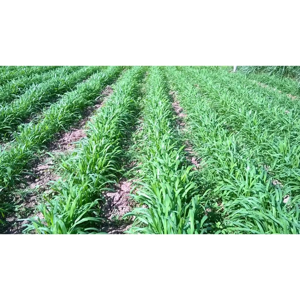 Hạt giống cỏ chăn nuôi RUZI 100g - cỏ chịu giẫm đạp