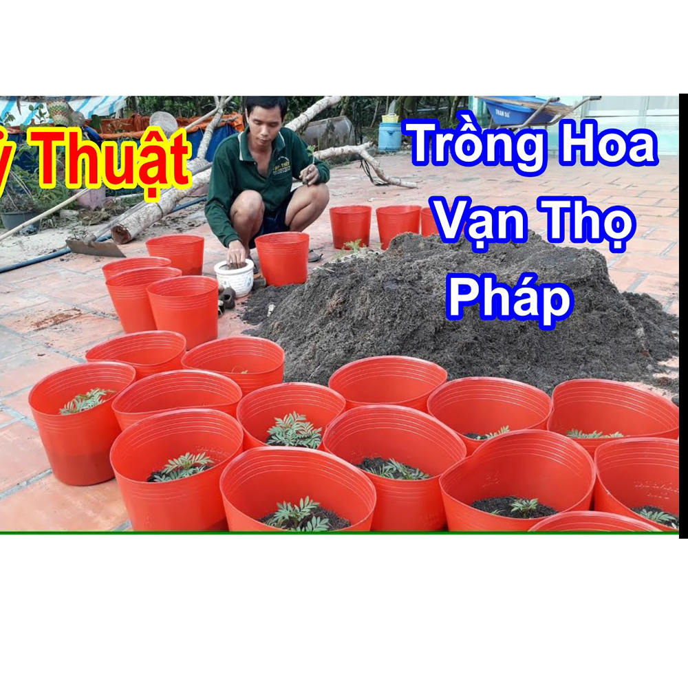 300 Chậu Nhựa Đỏ C11 Miệng,cao,đáy 27x22x22cm trồng cây ăn trái và hoa siêu bền-77702