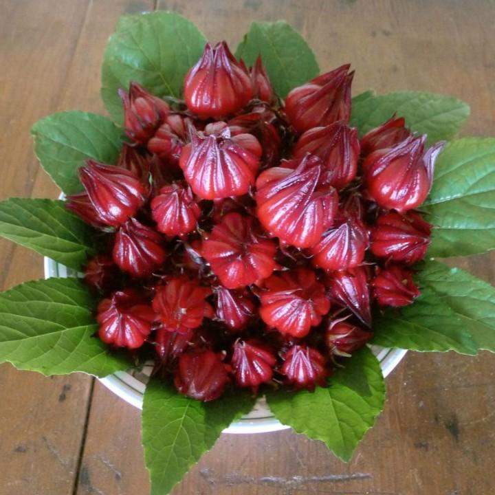Hạt giống Atiso đỏ