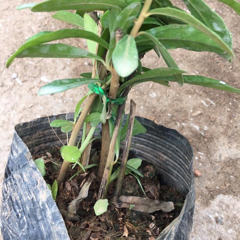 COMBO 5 bầu cúc tần ấn độ