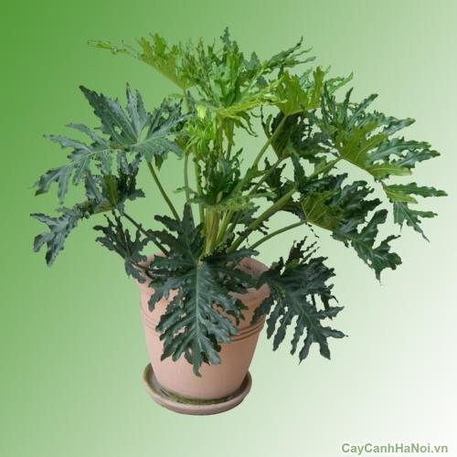 CHẬU CÂY TRẦU BÀ CÁNH PHƯỢNG - chậu to