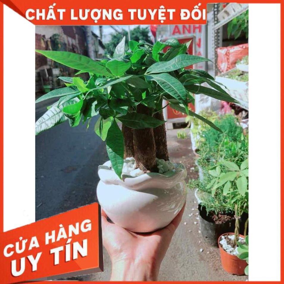 Chậu Kim Ngân 3 Thân Nhiều Người Mua